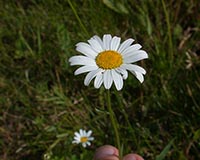 Ox-Eye Daisy